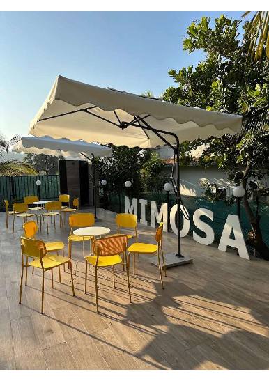Mimosa - view 4